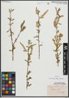 Foto von Salix alba subsp. vitellina (L.) Arcang.
